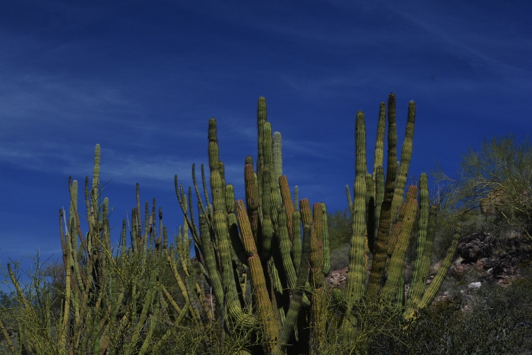 organ pipe cactus